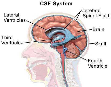 Cerebrospinal Fluid (CSF) Leak